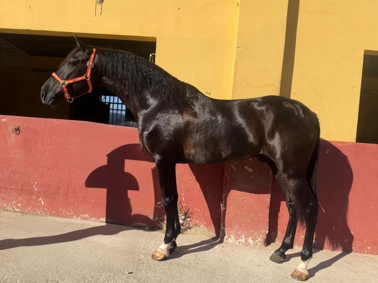 PRE Stallone 3 Anni 159 cm Morello in Terrassa
