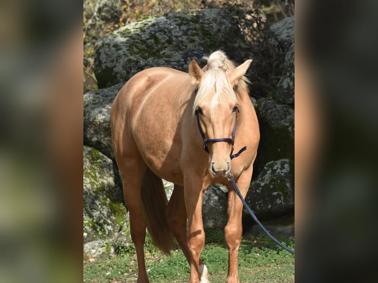 PRE Stallone 3 Anni 159 cm Palomino in El Real De La Jara