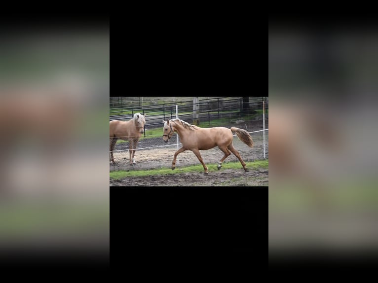 PRE Stallone 3 Anni 159 cm Palomino in El Real De La Jara