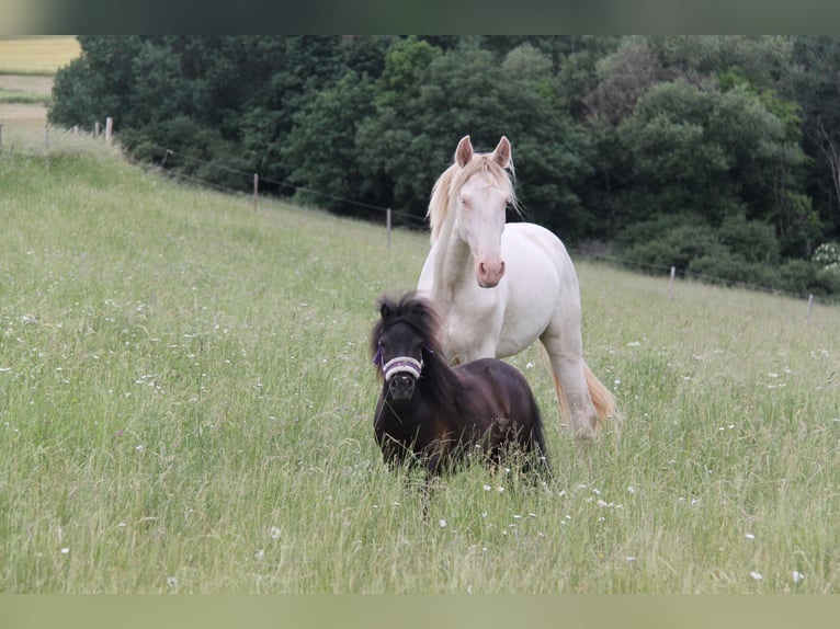 PRE Mix Stallone 3 Anni 159 cm Perlino in Kirn