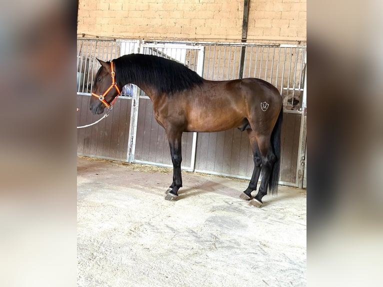 PRE Mix Stallone 3 Anni 160 cm Baio ciliegia in Santa Perpetua de Mogoda