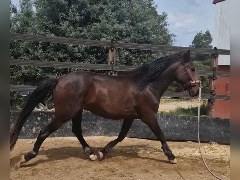 PRE Mix Stallone 3 Anni 160 cm Baio scuro in Valderrobres