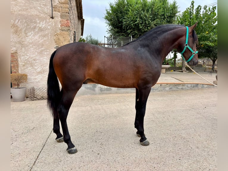 PRE Mix Stallone 3 Anni 160 cm Baio scuro in Hamburg
