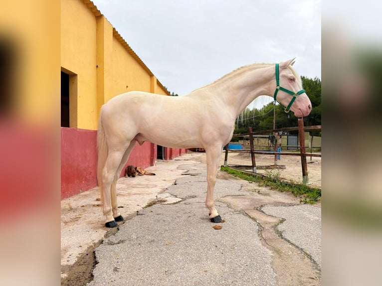 PRE Mix Stallone 3 Anni 160 cm Cremello in Terrassa