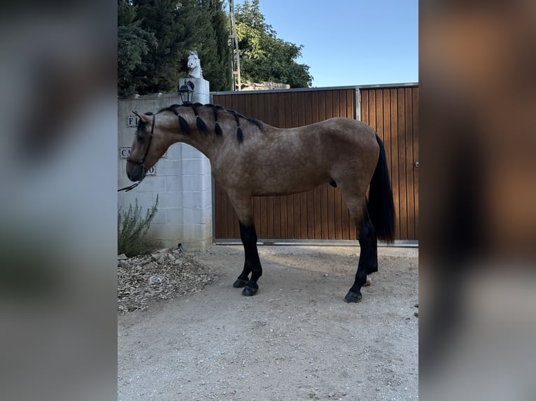 PRE Mix Stallone 3 Anni 160 cm Falbo in Jerez De La Frontera