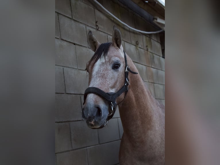 PRE Stallone 3 Anni 160 cm Grigio in Gava