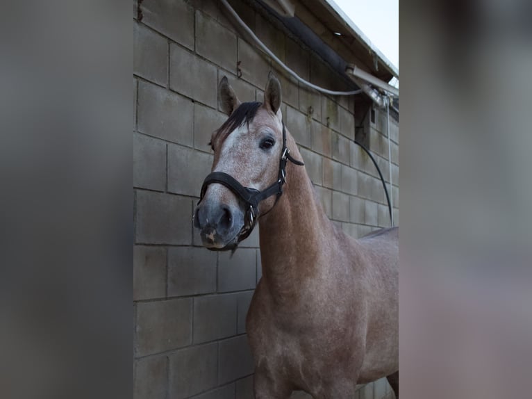 PRE Stallone 3 Anni 160 cm Grigio in Gava