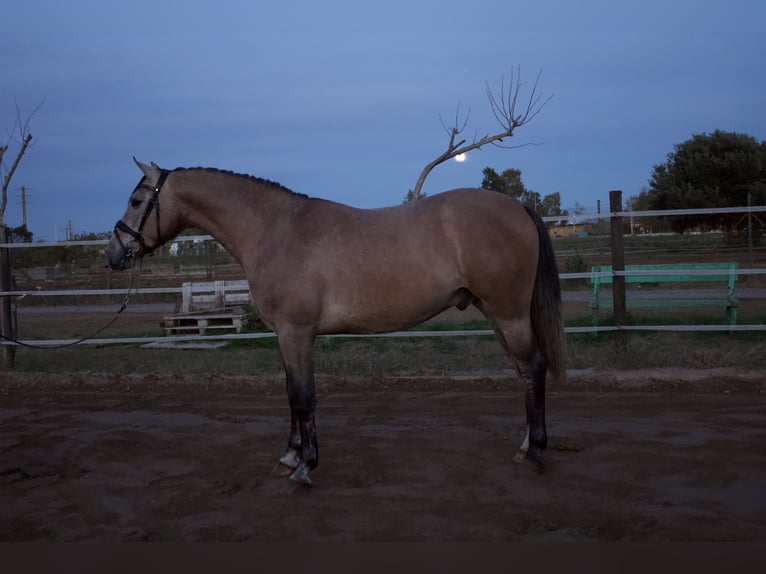 PRE Stallone 3 Anni 160 cm Grigio in Gava