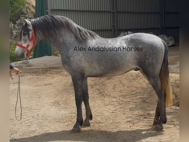 PRE Mix Stallone 3 Anni 160 cm Grigio in Sevilla