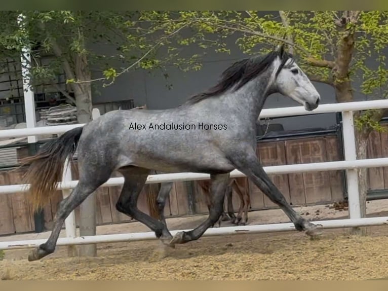 PRE Mix Stallone 3 Anni 160 cm Grigio in Sevilla