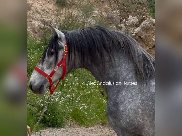 PRE Mix Stallone 3 Anni 160 cm Grigio in Sevilla