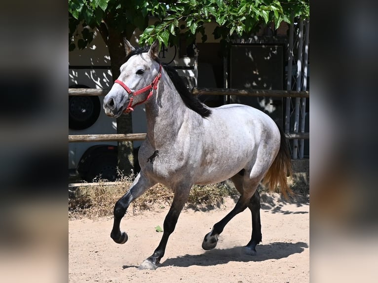 PRE Mix Stallone 3 Anni 160 cm Grigio in Mallorca