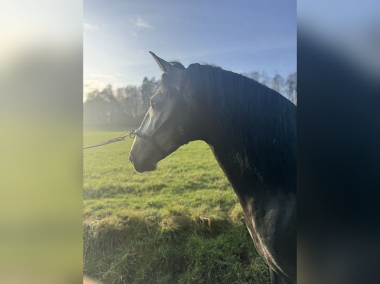 PRE Mix Stallone 3 Anni 160 cm Grigio ferro in Mamer