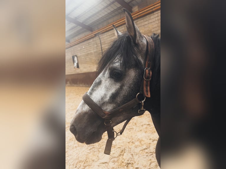 PRE Mix Stallone 3 Anni 160 cm Grigio ferro in Mamer