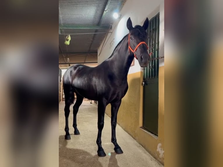 PRE Stallone 3 Anni 160 cm Morello in Malaga, Andalusia