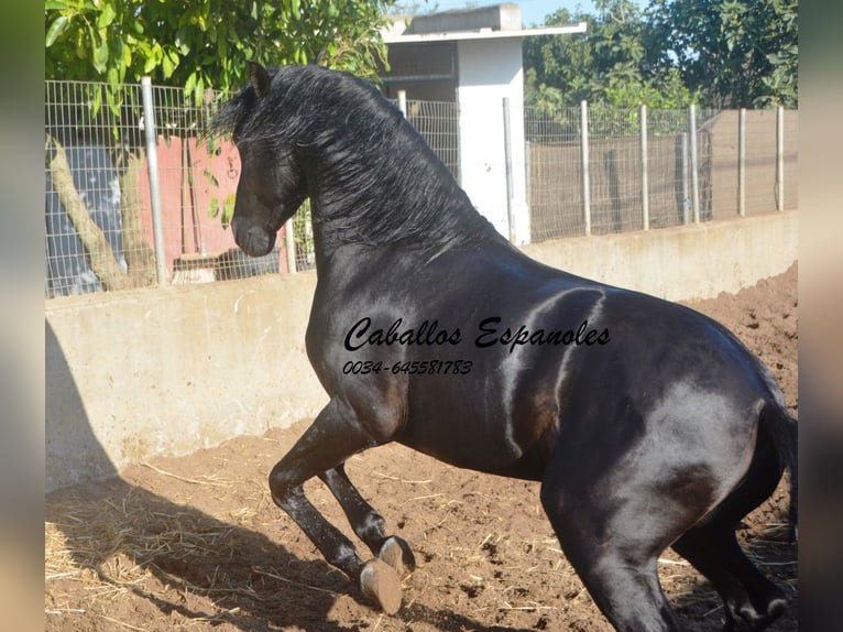 PRE Mix Stallone 3 Anni 160 cm Morello in Vejer de la Frontera