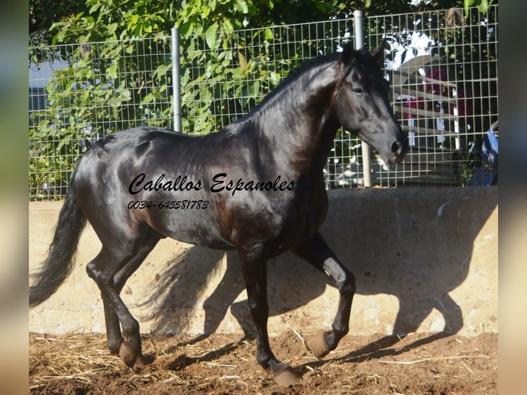 PRE Mix Stallone 3 Anni 160 cm Morello in Vejer de la Frontera