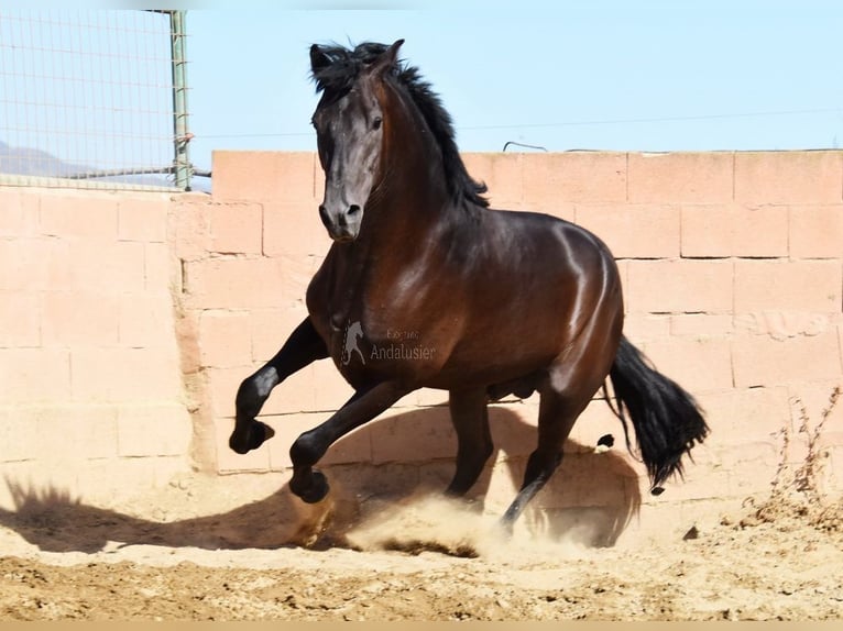 PRE Stallone 3 Anni 160 cm Morello in Provinz Malaga