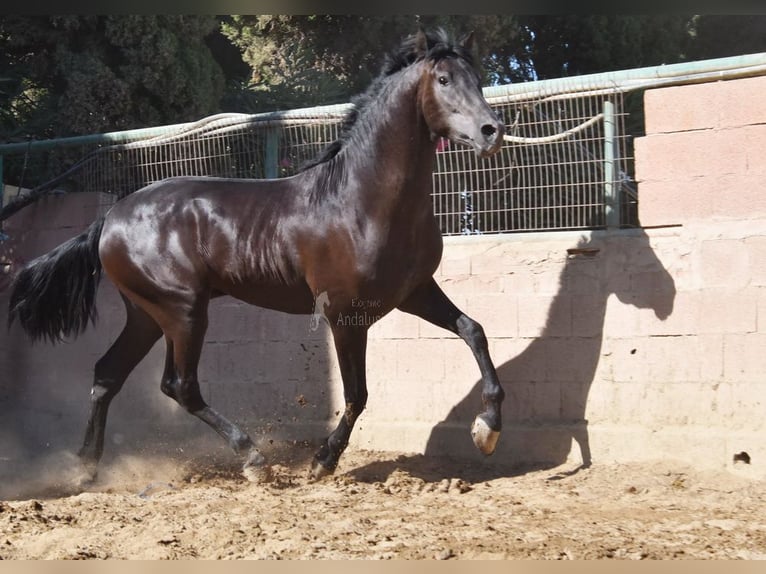 PRE Stallone 3 Anni 160 cm Morello in Provinz Malaga