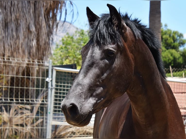 PRE Stallone 3 Anni 160 cm Morello in Provinz Malaga