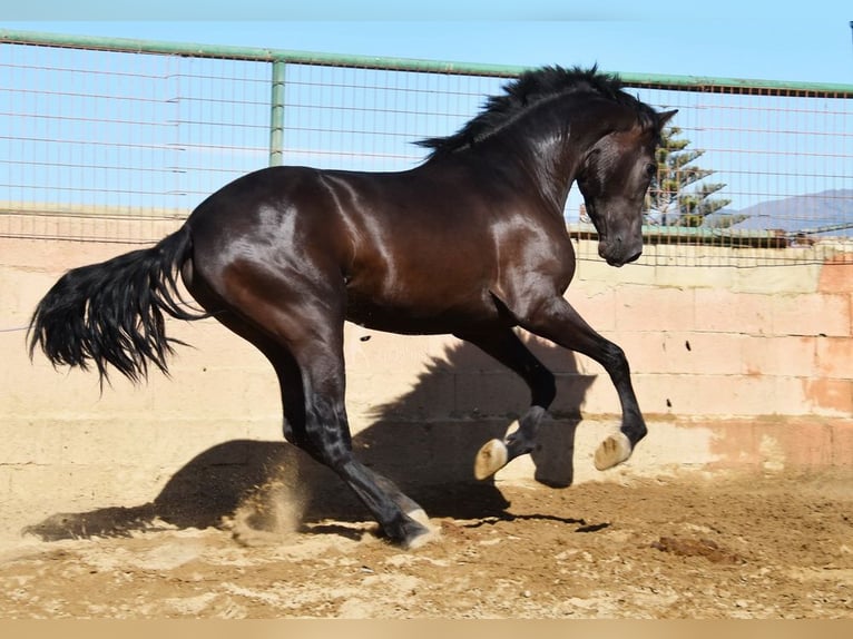 PRE Stallone 3 Anni 160 cm Morello in Provinz Malaga