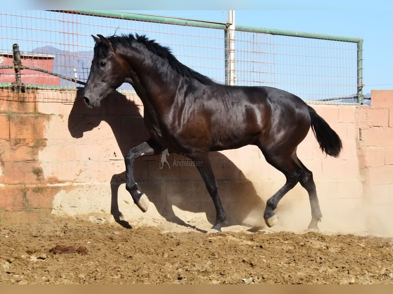 PRE Stallone 3 Anni 160 cm Morello in Provinz Malaga