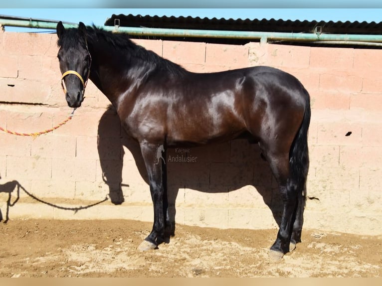 PRE Stallone 3 Anni 160 cm Morello in Provinz Malaga