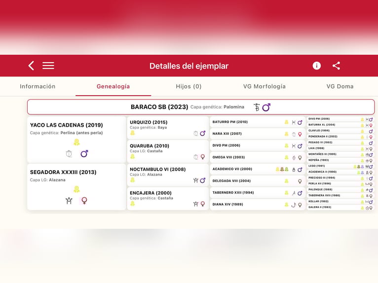 PRE Mix Stallone 3 Anni 160 cm Palomino in Galaroza (Huelva)