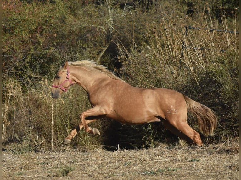 PRE Stallone 3 Anni 160 cm Palomino in El Real De La Jara