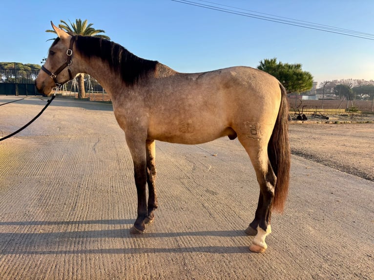 PRE Mix Stallone 3 Anni 161 cm Falbo in Hamburg