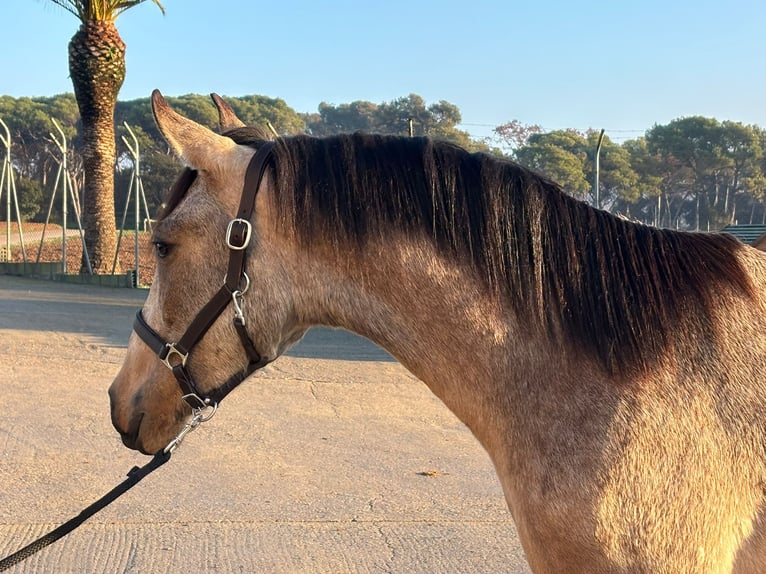 PRE Mix Stallone 3 Anni 161 cm Falbo in Hamburg