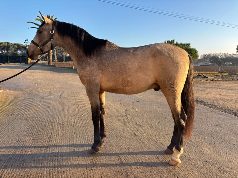 PRE Mix Stallone 3 Anni 161 cm Falbo in Hamburg