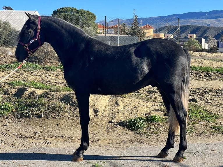 PRE Mix Stallone 3 Anni 161 cm Grigio pezzato in Tabernas