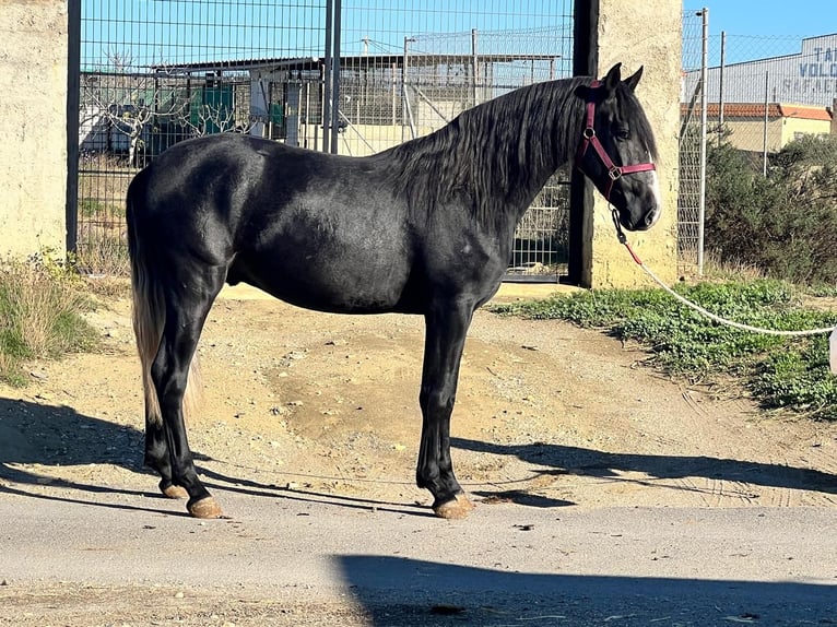 PRE Mix Stallone 3 Anni 161 cm Grigio pezzato in Tabernas