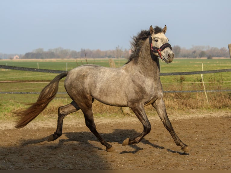 PRE Stallone 3 Anni 161 cm Grigio in Wremen