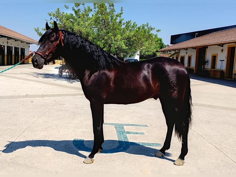 PRE Mix Stallone 3 Anni 161 cm Morello in Sanlucar