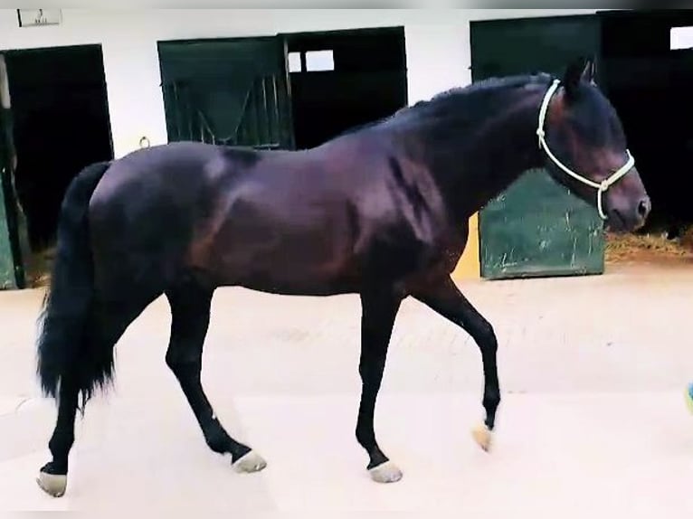 PRE Mix Stallone 3 Anni 161 cm Morello in Sanlucar