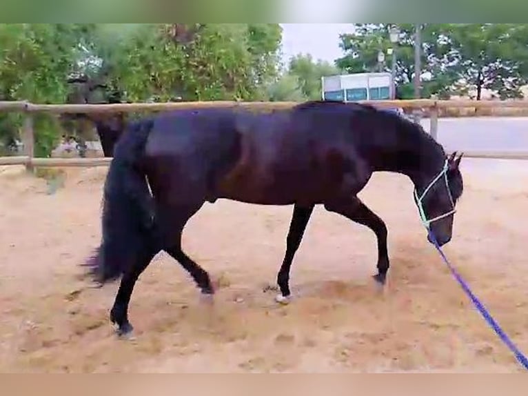PRE Mix Stallone 3 Anni 161 cm Morello in Sanlucar