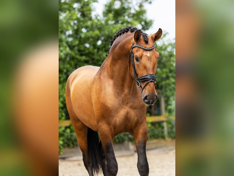 PRE Stallone 3 Anni 161 cm Pelle di daino in Heemskerk