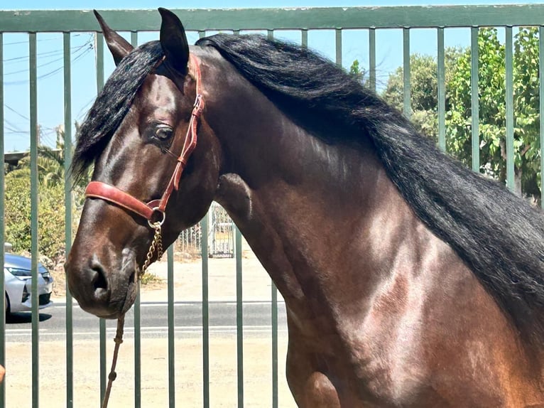 PRE Stallone 3 Anni 162 cm Baio scuro in Bonavista