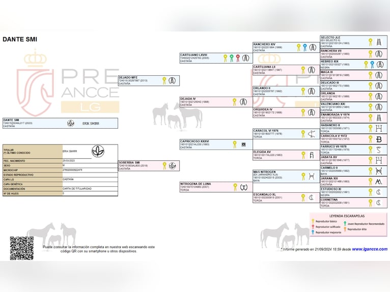 PRE Stallone 3 Anni 162 cm Baio in Waldhölzbach