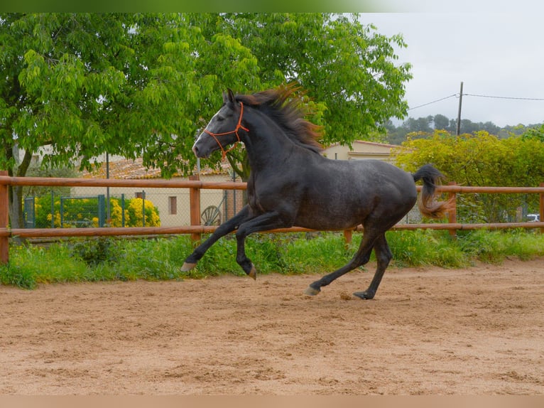 PRE Mix Stallone 3 Anni 162 cm Grigio in MatajudaicaMonells