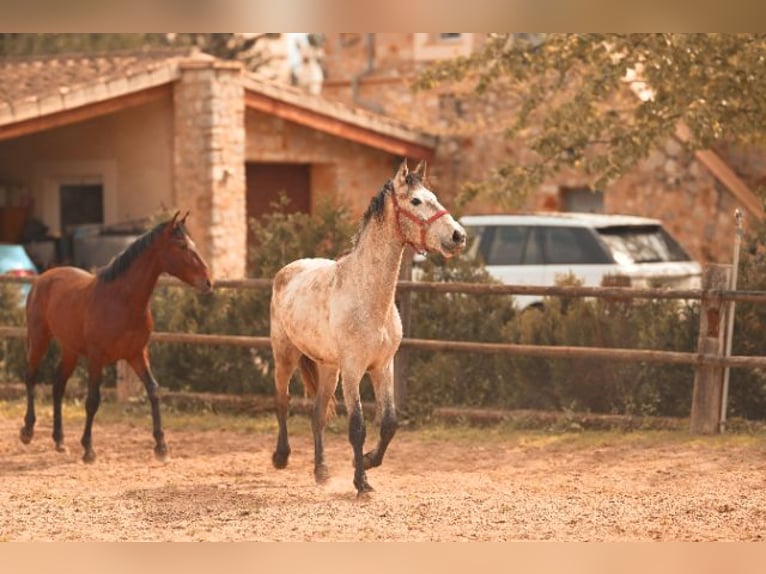 PRE Stallone 3 Anni 162 cm Grigio in Felanitx