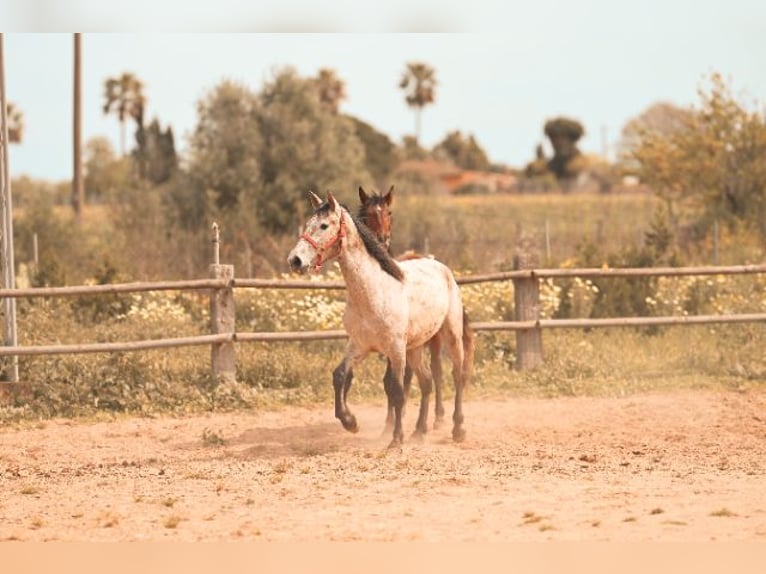 PRE Stallone 3 Anni 162 cm Grigio in Felanitx