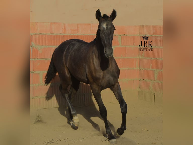 PRE Stallone 3 Anni 162 cm Grigio in Tabernas Almeria