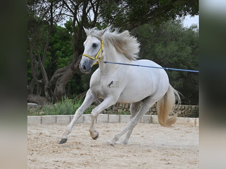 PRE Mix Stallone 3 Anni 162 cm Grigio in Menorca