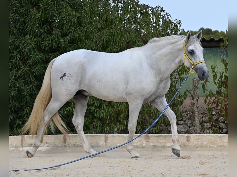 PRE Mix Stallone 3 Anni 162 cm Grigio in Menorca