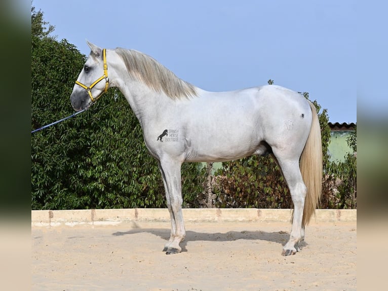 PRE Mix Stallone 3 Anni 162 cm Grigio in Menorca