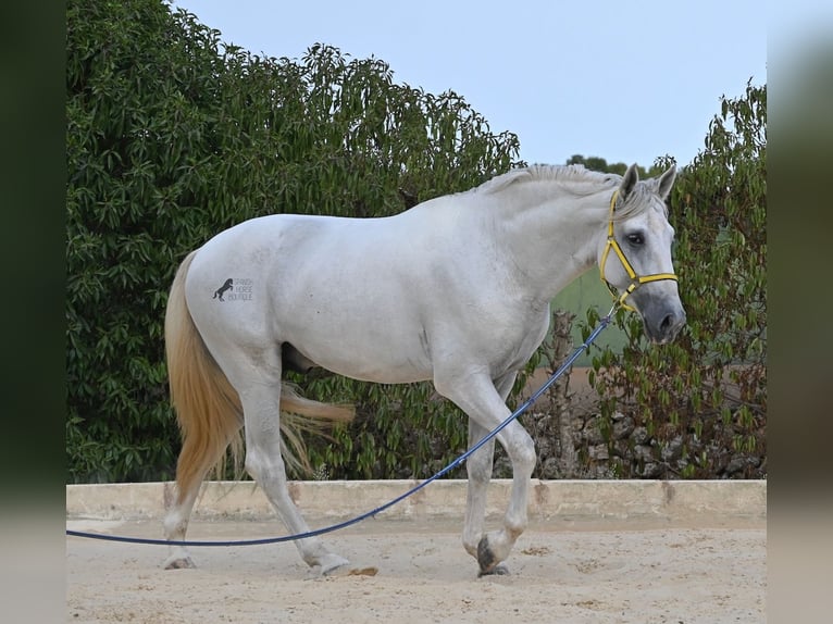 PRE Mix Stallone 3 Anni 162 cm Grigio in Menorca