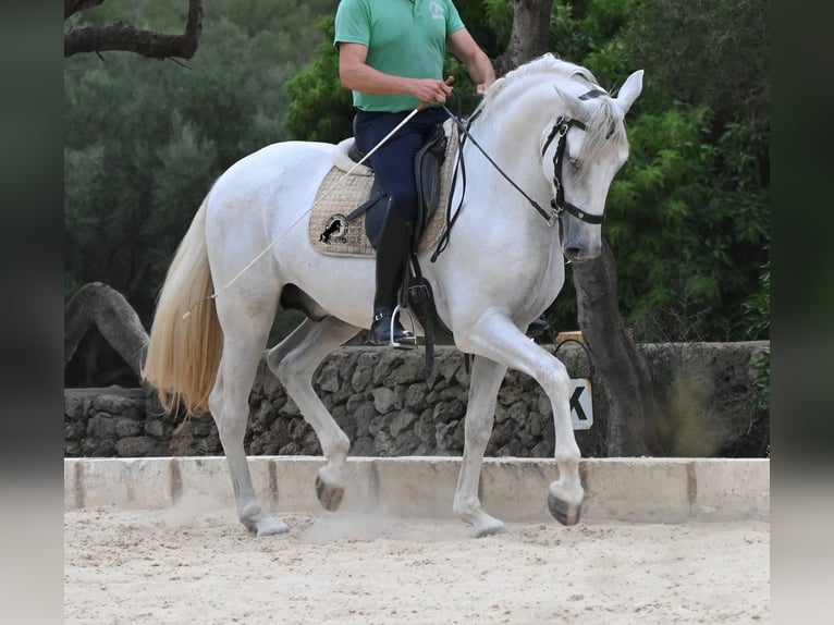 PRE Mix Stallone 3 Anni 162 cm Grigio in Menorca